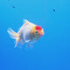 Thai Oranda White Tiger Godzilla 3 inch Body Female (FEB-943)BLUETUBC
