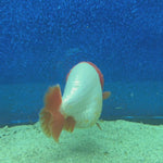 Thai Ranchu Red & White 3.5in Female (FEB-466)BLUETUBA