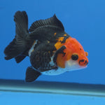 Thai Oranda Tri-Color Godzilla style 2.75" Body Female (FEB-741)R2B01