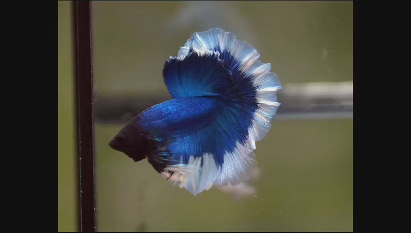 Blue Body Butterfly Over Halfmoon Rosetail Male Betta Fish Our Choice (CBM-1016)