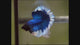 Blue Body Butterfly Over Halfmoon Rosetail Male Betta Fish Our Choice (CBM-1016)
