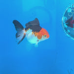 Thai Oranda Tri Color Short body breed 2.5" Body Female 6mths(FEB-563)R3B22
