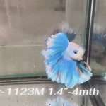Live Male Betta Fancy Blue Grizzle Halfmoon Rosetail (Sky-1123)S224 High quality What you see What you get!!