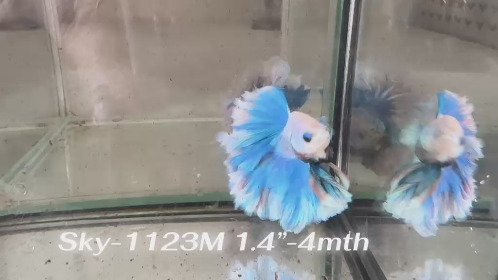 Live Male Betta Fancy Blue Grizzle Halfmoon Rosetail (Sky-1123) High quality What you see What you get!!