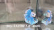 Live Male Betta Fancy Blue Grizzle Halfmoon Rosetail (Sky-1123) High quality What you see What you get!!