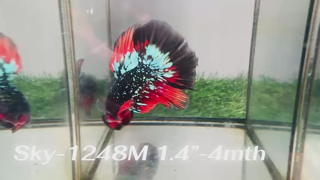 Live Male Betta Black Galaxy Stardust Super Delta (Sky-1248) High quality What you see What you get!!
