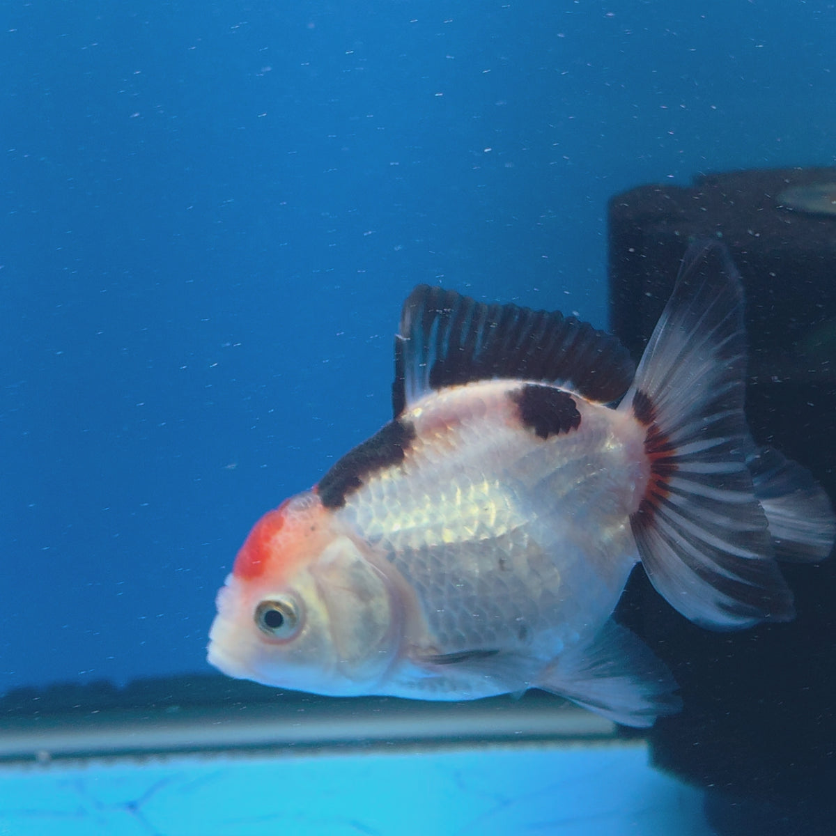 Thai Oranda Red Cap Panda 3.00" Body Female (FEB-786)R1B03