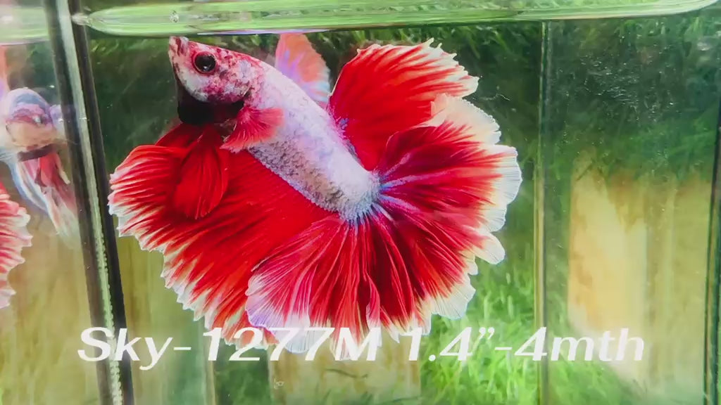 Live Male Betta Red purple Lavender Halfmoon (Sky-1277) High quality What you see What you get!!