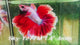 Live Male Betta Red purple Lavender Halfmoon (Sky-1277) High quality What you see What you get!!