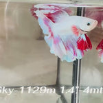 Live Male Betta Fancy Purple Pink Lavender Halfmoon Rosetail (Sky-1129)S149