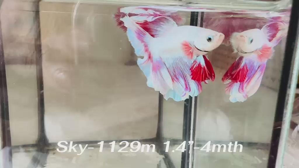Live Male Betta Fancy Purple Pink Lavender Halfmoon Rosetail (Sky-1129)