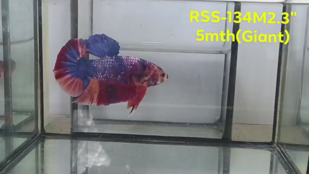 Live Male Betta Fancy Marble Three colors Giants Plakat (RSS-134) High quality what you see what you get!!