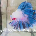 Live Male Betta Fancy Blue Marble Halfmoon Rosetail (Sky-1106)S344 High quality what you see what you get!!