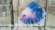 Live Male Betta Fancy Blue Marble Halfmoon Rosetail (Sky-1106)S344 High quality what you see what you get!!