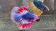 Live Male Betta Fancy Blue Red Thaiflag Halfmoon (TNK-A797) High quality what you see what you get!!