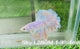 Live Male Betta Fancy Light Colors Halfmoon Rosetail (Sky-1280) High quality What you see What you get!!