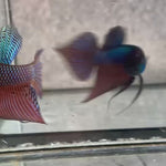 Live Male Betta Original Green Guitar Samaragdina Wild Plakat (BID-40)S200✔️ High quality What you see What you get!!