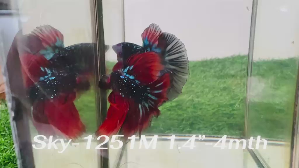 Live Male Betta Black Red Galaxy Koi Halfmoon (Sky-1251) High quality What you see What you get!!