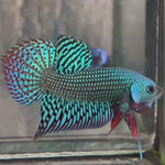 Live Male Betta Green Turquoise Alien Hybrid Wild Plakat (BID-165) High quality What you see What you get!!