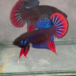 Live Male Betta Blue Red  colors Imbellis wild Plakat (BID-04)S193✔️ High quality What you see What you get!!