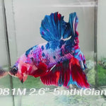 Live Male Betta Fancy Marble Giants Plakat (Sky-1081)S305 High quality What you see What you get!!