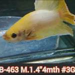 Live Male Betta Fancy Yellow pastel Plakat (JUB-463) What you see what you get!