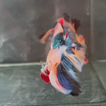 Live Male Betta Candy Multi- Colors Halfmoon (TNK-A252) High quality what you see what you get!!