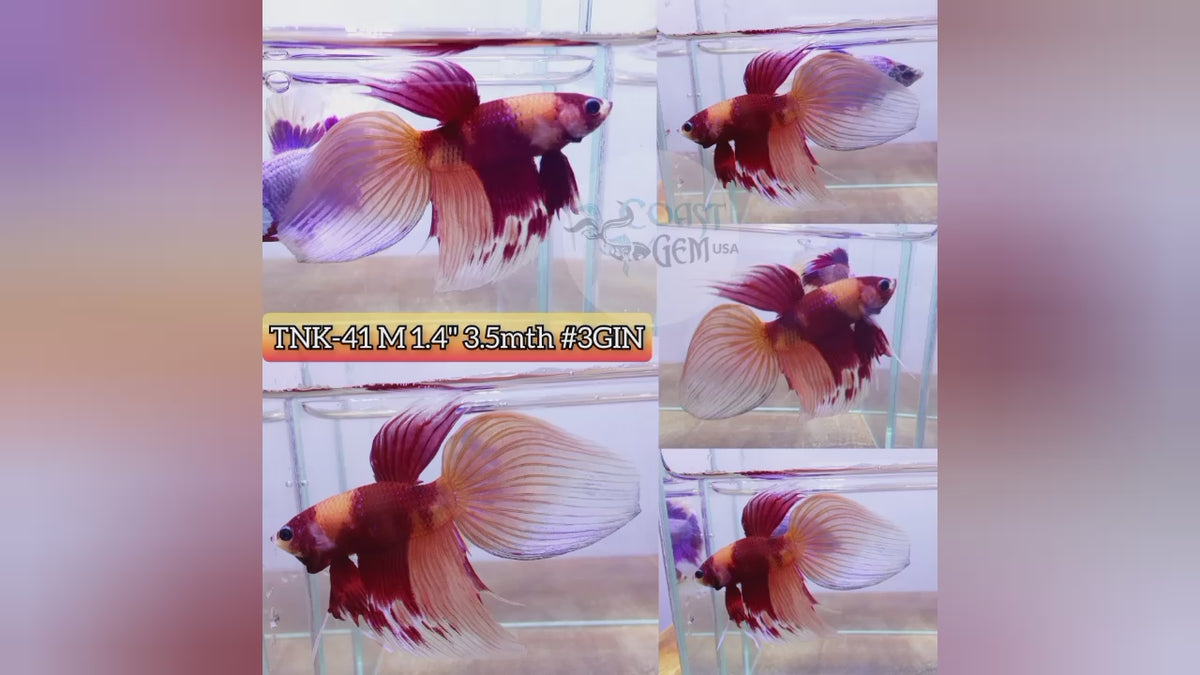 Live Male Betta Nemo Koi Velitail High quality (TNK-41) what you see what you get!