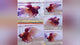 Live Male Betta Nemo Koi Velitail High quality (TNK-41) what you see what you get!