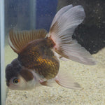 Thai Oranda Panda 2.5"male(FEB-657)R3B21