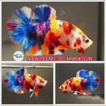 H Live Male Betta Fancy Koi Plakat (NAW-193) What you see what you get!