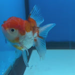Thai Oranda Tri-Color 2" Male (CK-1556)R3A12