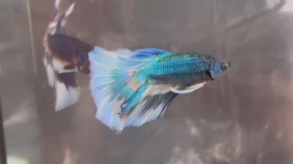 Live Male Betta Green Mustard Pattern Halfmoon (TNK-A799) High quality what you see what you get!!