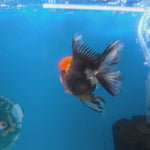 Thai Oranda Apache 3.5” Female(FEB-716)R1A07