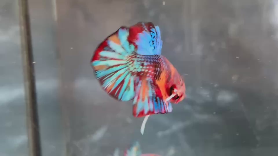 Live Male Betta Multicolors Metallic Koi Plakat (TNK-A763) High quality What you see What you get!!