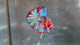 Live Male Betta Multicolors Metallic Koi Plakat (TNK-A763) High quality What you see What you get!!