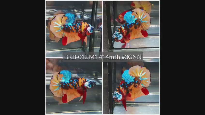 Live Male Betta Galaxy Nemo Plakat (BKB-012) High quality what you see what you get!!