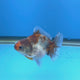 Thai Oranda Calico Sakura Shogun Farm 3" Body Female (FEB-827)R3B19