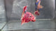 Live Male Betta Candy Sweet colors Giants Plakat (TNK-A837) High quality what you see what you get!!