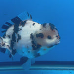 Thai Oranda Tri-Color Tiger 4.5" Male(NKT-CK-1569)BLUETUB-B