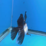Thai Oranda Lemon Head Panda Jumbo Breed 2.8" Body Female 6mths(FEB-541)
