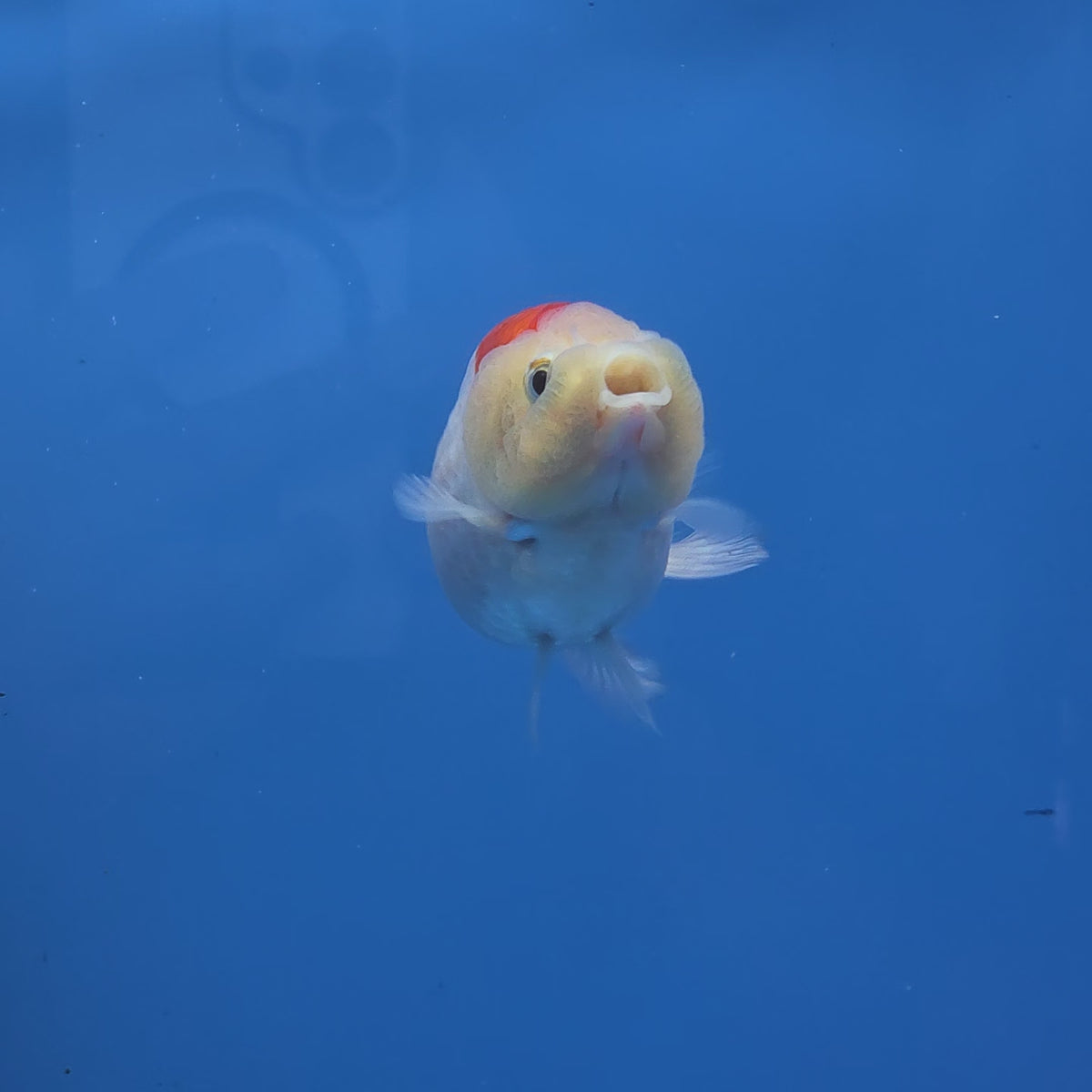 Thai Ranchu Red and White 2.50" Body Female (FEB-775)R3B23