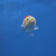 Thai Ranchu Red and White 2.50" Body Female (FEB-775)R3B23