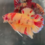Live Male Betta Red Yellow Nemo Duo Colors Giants Plakat (TNK-A518)S132✔️ High quality what you see what you get!!