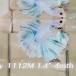 Live Male Betta Fancy Grizzle Halfmoon Rosetail (Sky-1112)S361 High quality what you see what you get!!