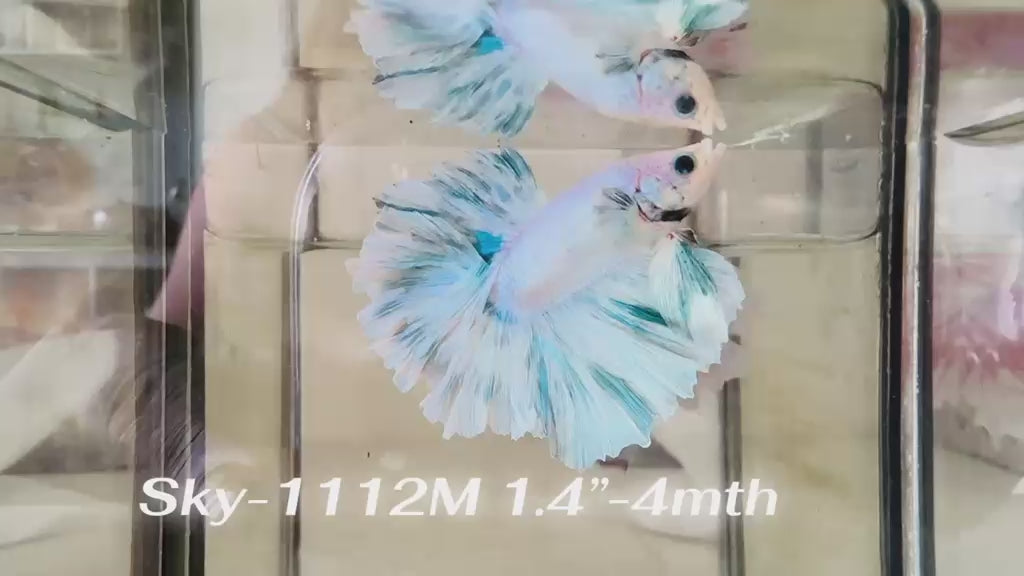 Live Male Betta Fancy Grizzle Halfmoon Rosetail (Sky-1112) High quality what you see what you get!!