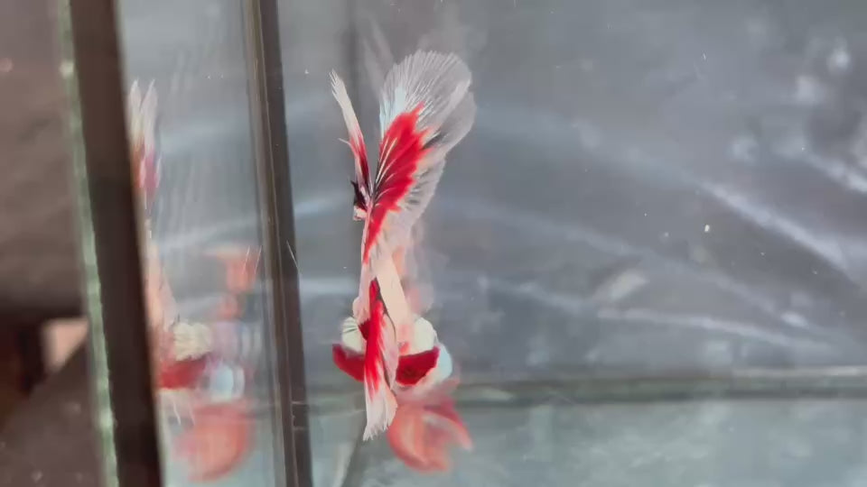 Live Male Betta Fancy Red Koi Halfmoon (TNK-A803) High quality what you see what you get!!