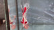 Live Male Betta Fancy Red Koi Halfmoon (TNK-A803) High quality what you see what you get!!