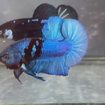 Live Male Betta Blue Black Avatar Plakat (TNK-A261) High quality what you see what you get!!