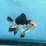 LIVE FANCY GOLDFISH PREMIUM BREED SPECIAL COLOR PANDA THAI ORANDA 3'' BODY LLL
